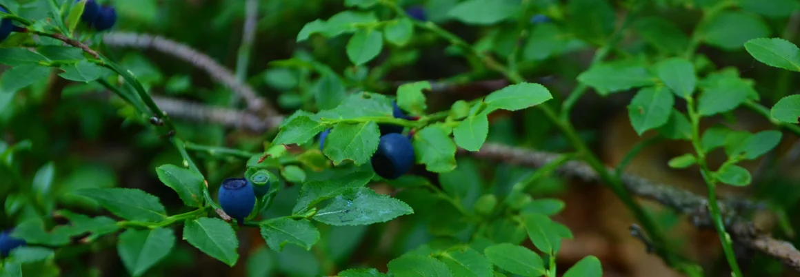 Heidelbeeren an einem Strauch